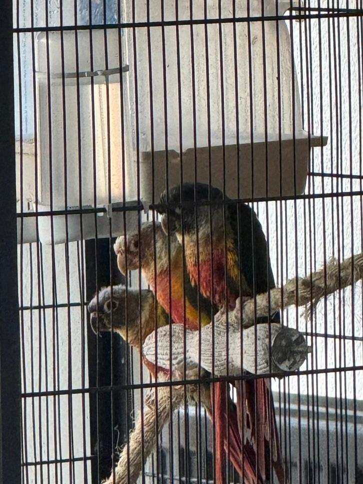 Dwergpapegaai 3 Pyrrhura's, Dieren en Toebehoren, Vogels | Parkieten en Papegaaien, Dwergpapegaai of Agapornis, Geslacht onbekend