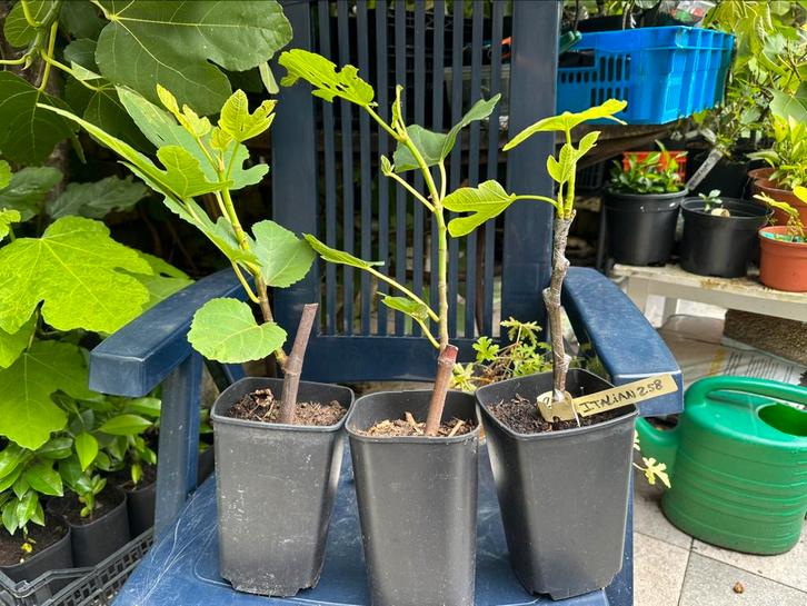 Italian 258 zwarte vijg, Tuin en Terras, Planten | Fruitbomen, Vijgenboom, Minder dan 100 cm, Volle zon, In pot, Ophalen of Verzenden