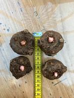 Amorphophallus konjac knollen, Ophalen of Verzenden, Volle zon, Knol