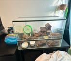 Terrarium inclusief spullen knaagdieren kooi, Dieren en Toebehoren, Knaagdieren en Konijnen | Hokken en Kooien, Minder dan 60 cm
