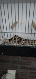 Koppel putters, Meerdere dieren, Wildzangvogel