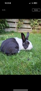 Ram hollander konijn, Dieren en Toebehoren, Konijnen