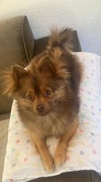 Gezocht Dekreu dwergkees/pomeriaan, Dieren en Toebehoren, Honden | Dekreuen, Rabiës (hondsdolheid), Reu, Eén hond, 3 tot 5 jaar