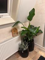 Strelizia Nicolai van 110 cm hoog wn 90cm breed, Ophalen, Halfschaduw