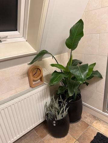 Strelizia Nicolai van 110 cm hoog wn 90cm breed beschikbaar voor biedingen