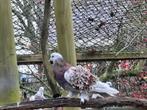 Krulduiven, Dieren en Toebehoren, Vogels | Duiven, Geslacht onbekend, Overige soorten