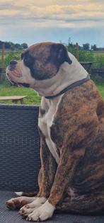 Amerikaanse buldog  teefje, Dieren en Toebehoren, Rabiës (hondsdolheid), 1 tot 2 jaar, Teef, Bulldog
