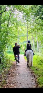 Manegepony, kinderpony, Tinker b., Dieren en Toebehoren, Pony's, Merrie, B pony (1.17m tot 1.27m), Recreatiepony, 7 tot 10 jaar