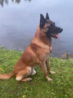 mechelse herder reu afgerichte nvbk politiehond & bewakingsh, Dieren en Toebehoren, Honden | Herdershonden en Veedrijvers, Rabiës (hondsdolheid)