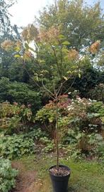 Hortensia op stam 1.90 m, Tuin en Terras, Ophalen, Hortensia, Struik, 100 tot 250 cm