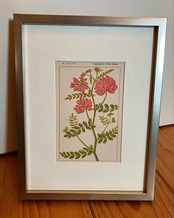 🌺ANTIEKE bloemen prent Frans kruiden plaatje decoratie  beschikbaar voor biedingen