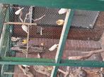 Diverse vogels, Dieren en Toebehoren, Vogels | Kanaries, Meerdere dieren, Kleurkanarie