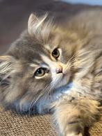Kittens britse langhaar x Ragdoll, Dieren en Toebehoren, Katten en Kittens | Raskatten | Langhaar, Meerdere dieren, Ontwormd, 0 tot 2 jaar