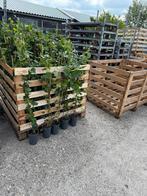 Hedera 80/100 ruim goed vertakt nu per box 150 stuks ex box, Tuin en Terras, Planten | Tuinplanten, Ophalen, Volle zon, Vaste plant