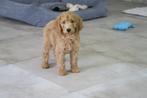 Leuke Medium Goldendoodle pups, Poedel, Nederland, CDV (hondenziekte), 8 tot 15 weken