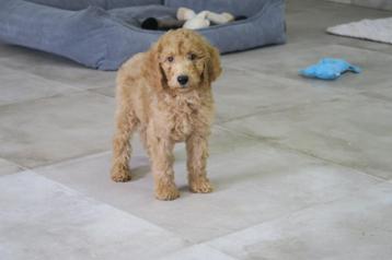 Leuke Medium Goldendoodle pups beschikbaar voor biedingen