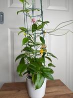 Hoya desvoeuxensis, Ophalen of Verzenden, Overige soorten, Halfschaduw, Minder dan 100 cm