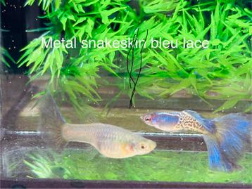 Metal snakeskin bleu lace guppy beschikbaar voor biedingen