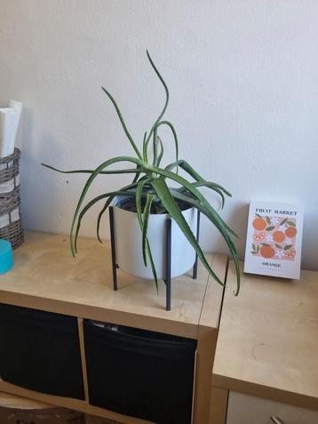 bloempot op pootjes 25cm diameter met aloe vera plant beschikbaar voor biedingen
