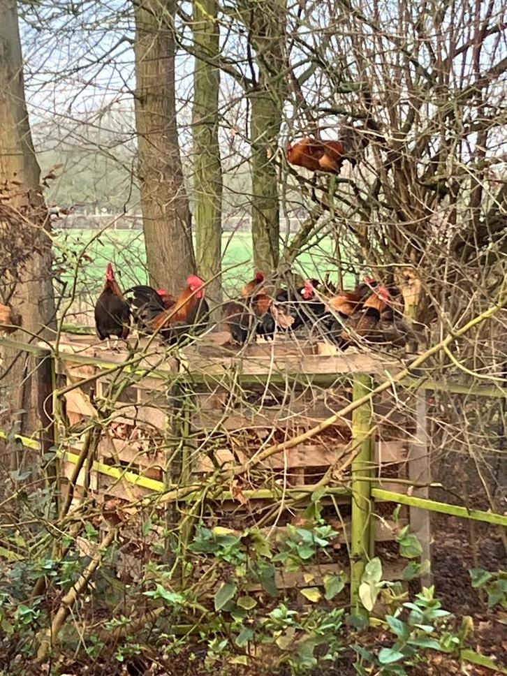 Hollandse krielkip haantjes, Dieren en Toebehoren, Pluimvee, Kip, Mannelijk