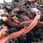 Compostwormen voor wormenboerderij, Ophalen of Verzenden, Compost