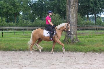 Super knappe en lieve allround E pony beschikbaar voor biedingen