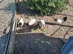 Koppel lakenvelder kippen  3+1, Dieren en Toebehoren, Vogels | Duiven, Meerdere dieren