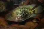 Midden Amerikaanse Cichliden: Oscura heterospila, Vis, Zoetwatervis