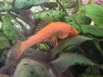 Kleine meerval goud, albino, ancistrus, Vis