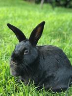 Lief Zwart Konijntje – 1 Jaar Oud (Vrouwtje), Dieren en Toebehoren, Konijnen, Vrouwelijk, Middelgroot, 0 tot 2 jaar