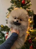 Pomeriaan , 2 reutjes ,Bearface ,Pups, Dieren en Toebehoren, Honden | Poolhonden, Keeshonden en Oertypen, Reu, 8 tot 15 weken