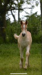 Haflinger, Merrie, Minder dan 160 cm, Gechipt, Niet van toepassing