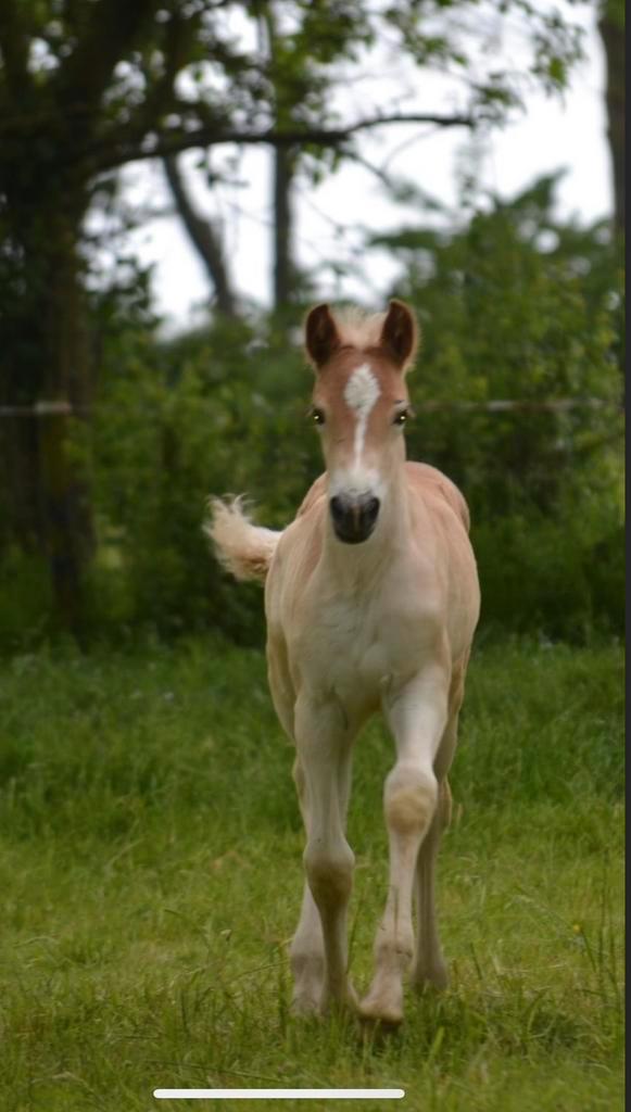 Haflinger, Dieren en Toebehoren, Paarden, Merrie, Niet van toepassing, Minder dan 160 cm, 3 tot 6 jaar, Recreatiepaard, Met stamboom