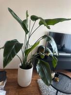 Strelitzia (zonder pot), Huis en Inrichting, Ophalen, Overige soorten, Halfschaduw, 150 tot 200 cm