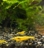 Neocaridina Yellow Fire Neon Backline, Kreeft, Krab of Garnaal