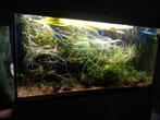 2 soorten aquariumplanten, Ophalen, Plant(en), Steen of Hout