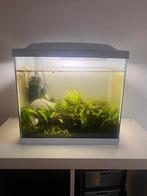 30L aquarium te koop, Dieren en Toebehoren, Vissen | Aquaria en Toebehoren, Ophalen, Zo goed als nieuw, Gevuld zoetwateraquarium