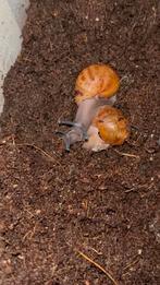 2x Archachatina marginata ovum XXL 1-3cm, Dieren en Toebehoren, Overige soorten, Tam, 0 tot 2 jaar