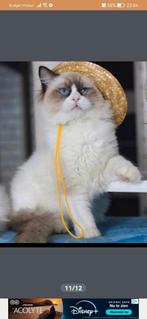 🥰 Prachtige Ragdoll kittens (nog (2) beschikbaar) 😍, Poes