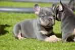❤️Franse bulldog pups MOGEN VERHUIZEN ❤️, Dieren en Toebehoren, Honden | Bulldogs, Pinschers en Molossers, 8 tot 15 weken, Bulldog