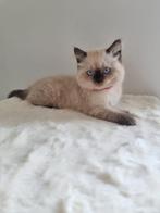 British shorthair kitten, Kater, Ontwormd, 0 tot 2 jaar