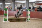 Sportieve Welsh merrie –talent, uitstraling & kwaliteit, Dieren en Toebehoren, Pony's, Merrie