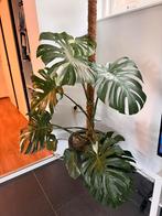 Monstera thai constellation big form, Huis en Inrichting, Kamerplanten, Ophalen, Halfschaduw