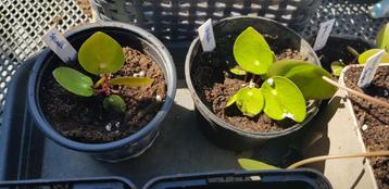 Gewortelde Pilea Peperomioides Splash stekken beschikbaar voor biedingen