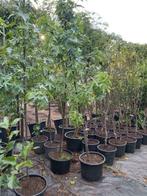 Liquidambar, Bloeit niet, Overige soorten, 100 tot 250 cm, Ophalen