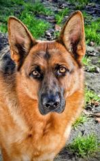 Geschikt baasje gezocht, Dieren en Toebehoren, Teef, CDV (hondenziekte), Eén hond, 3 tot 5 jaar