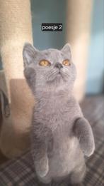 Britse korthaar kittens, Dieren en Toebehoren, Poes, Gechipt