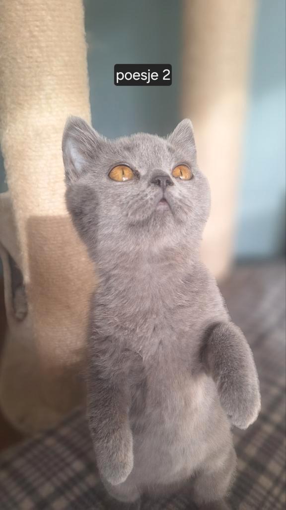 Britse korthaar kittens, Dieren en Toebehoren, Katten en Kittens | Raskatten | Korthaar, Poes, Gechipt