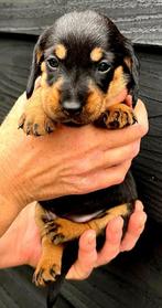 Ruwharige teckelpup te reserveren, Dieren en Toebehoren, Standaard, CDV (hondenziekte), 8 tot 15 weken, Meerdere