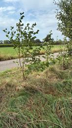 Jonge elzen plantsoen, Ophalen, Volle zon, Overige soorten